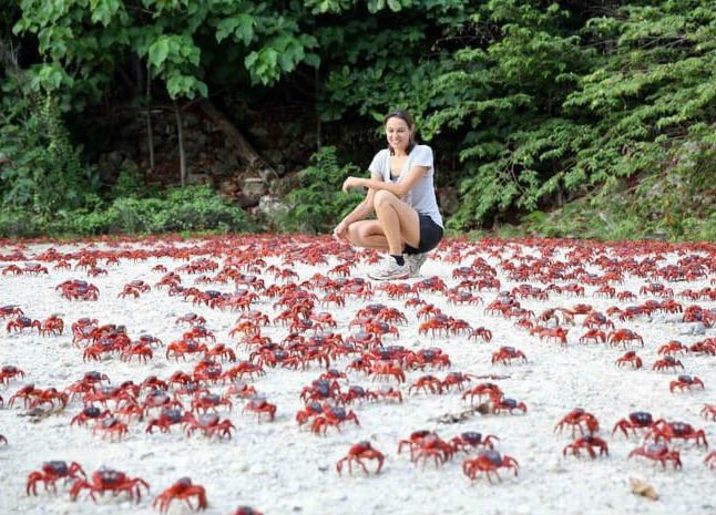 migration des crabes rouges en île Christmas